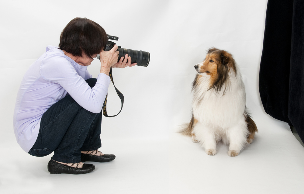 Dogilike.com :: 5 Ҫվش㨤ѡعѢ