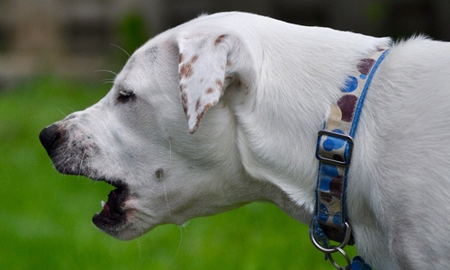 สุนัขไอเหมือนมีอะไรติดคอ (ไอแบบมีเสมหะ) ทำอย่างไรดี | Dogilike.com