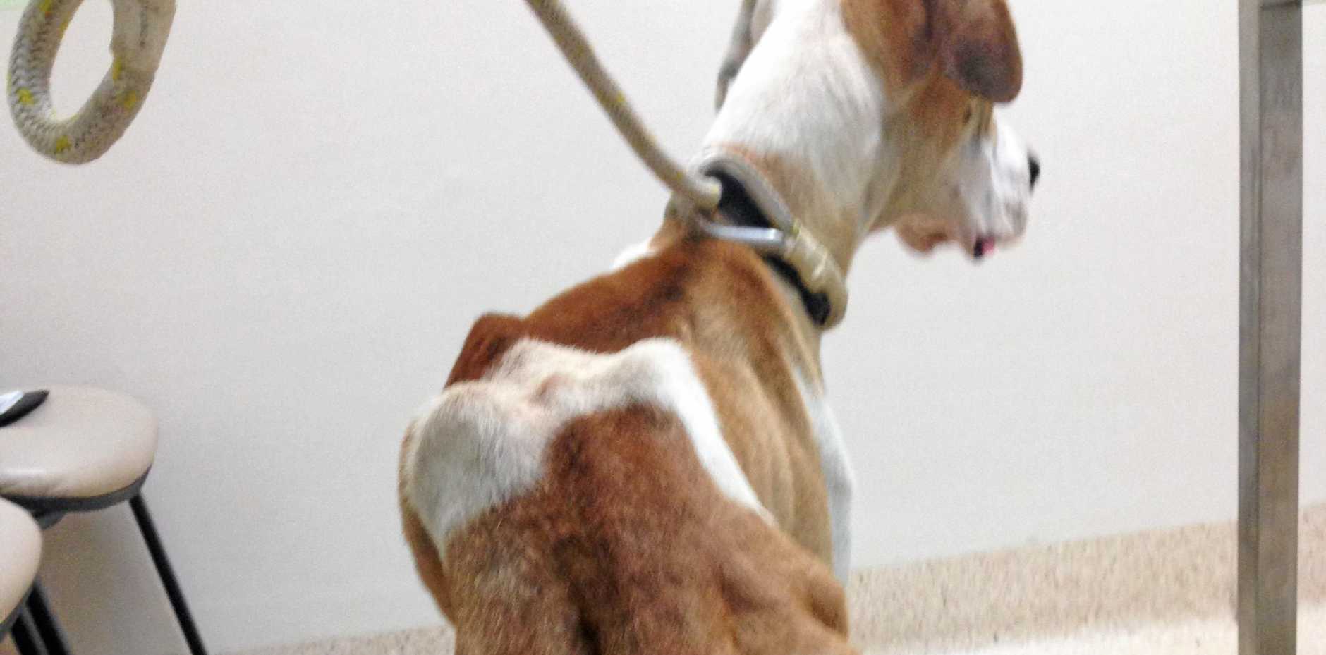 Dogilike.com :: 8 ä·ͧҹ˹ѡŴ (ŧ) 颹Ҵ