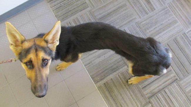Dogilike.com :: 8 ä·ͧҹ˹ѡŴ (ŧ) 颹Ҵ