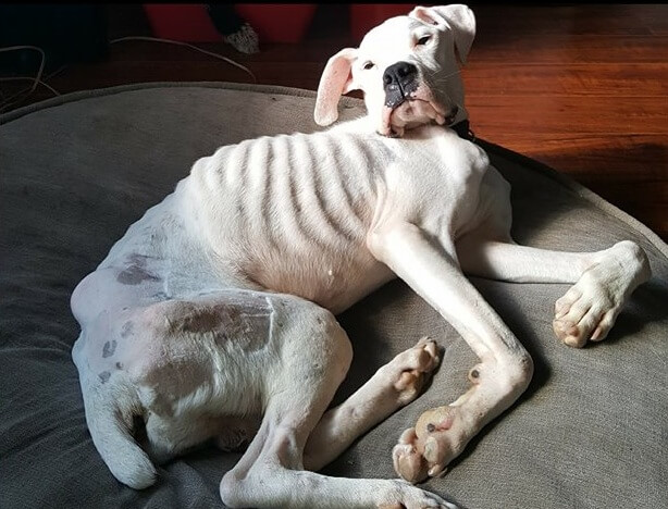 Dogilike.com :: 8 ä·ͧҹ˹ѡŴ (ŧ) 颹Ҵ