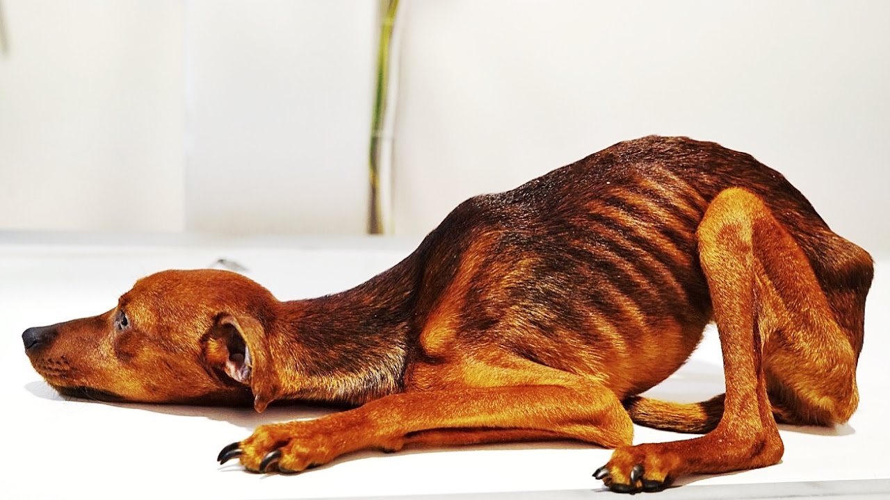 Dogilike.com :: 8 ä·ͧҹ˹ѡŴ (ŧ) 颹Ҵ