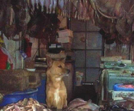 Dogilike.com :: ͧҨèѴʹ ἧ» ͺ᷹ҪªԵ ..