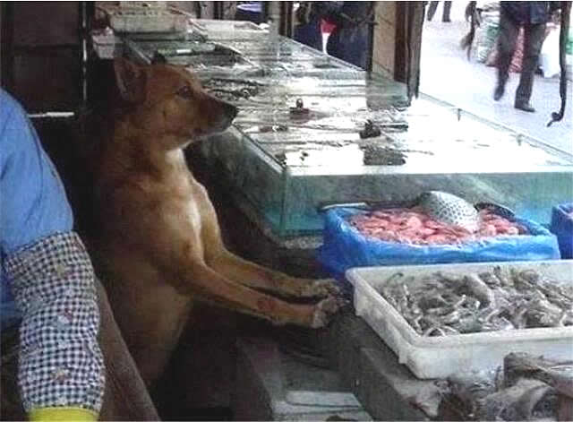 Dogilike.com :: ͧҨèѴʹ ἧ» ͺ᷹ҪªԵ ..
