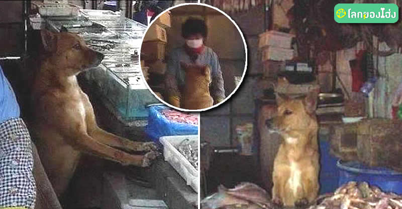 Dogilike.com :: ͧҨèѴʹ ἧ» ͺ᷹ҪªԵ ..