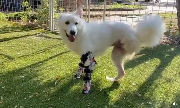 Dogilike.com :: Ǿԡ..ͧ˹ Թ¢