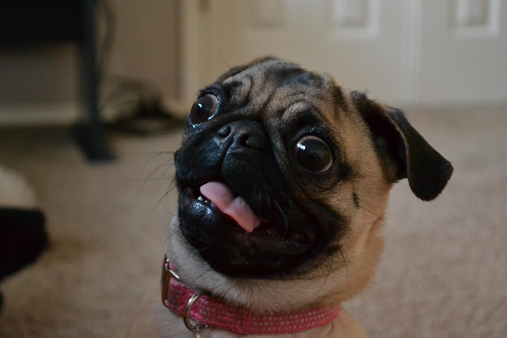 Dogilike.com :: ѴѹѺ 5 ͧ ˹ҡ͡ 