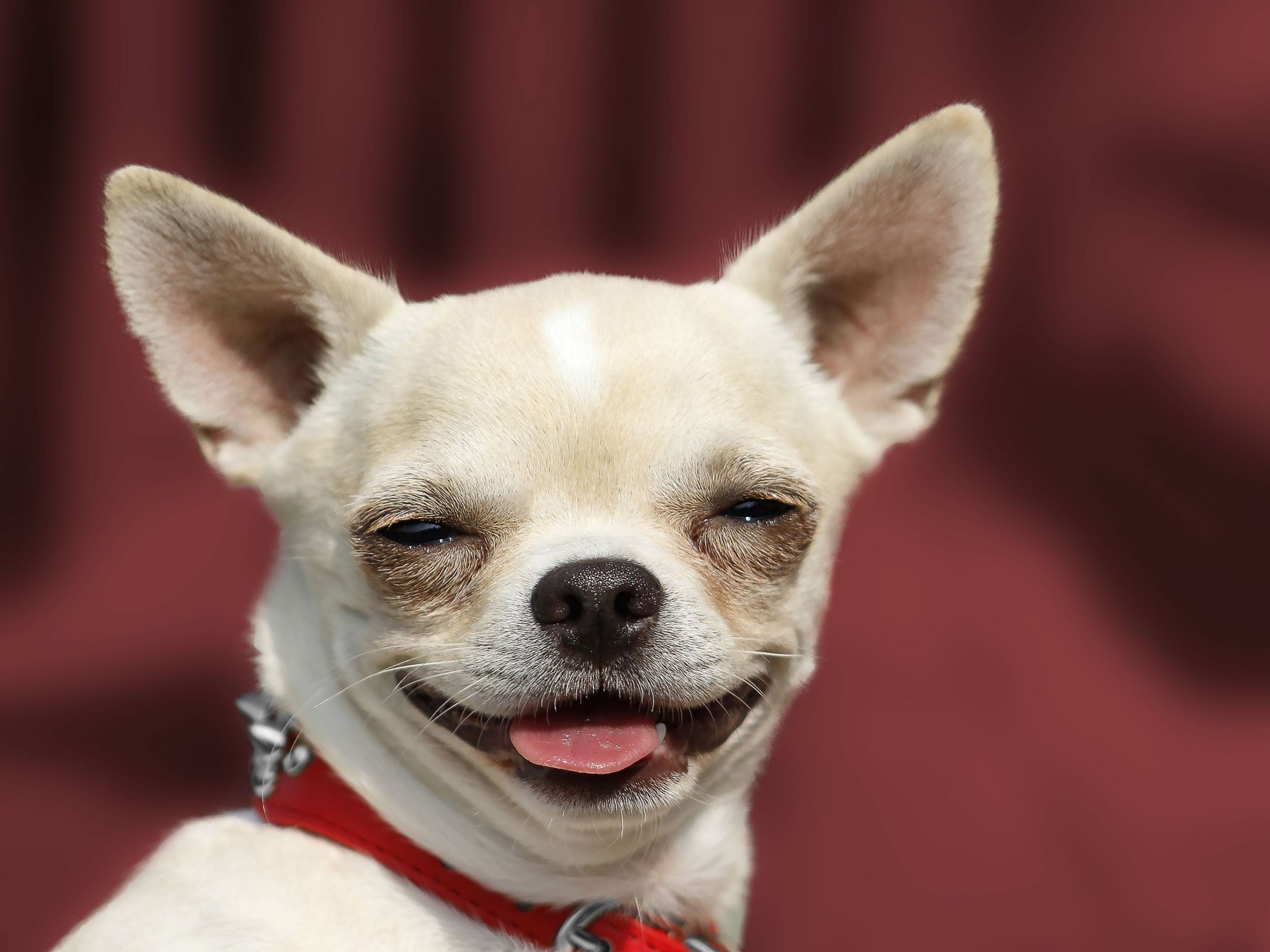 Dogilike.com :: ѴѹѺ 5 ͧ ˹ҡ͡ 
