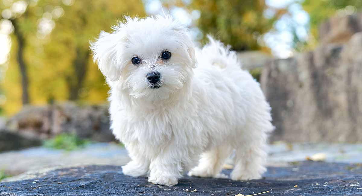 Dogilike.com :: 5 สายพันธุ์น้องหมาขนสีขาวสุดฮิต ที่ใคร ๆ เห็นก็อดใจไม่ไหว