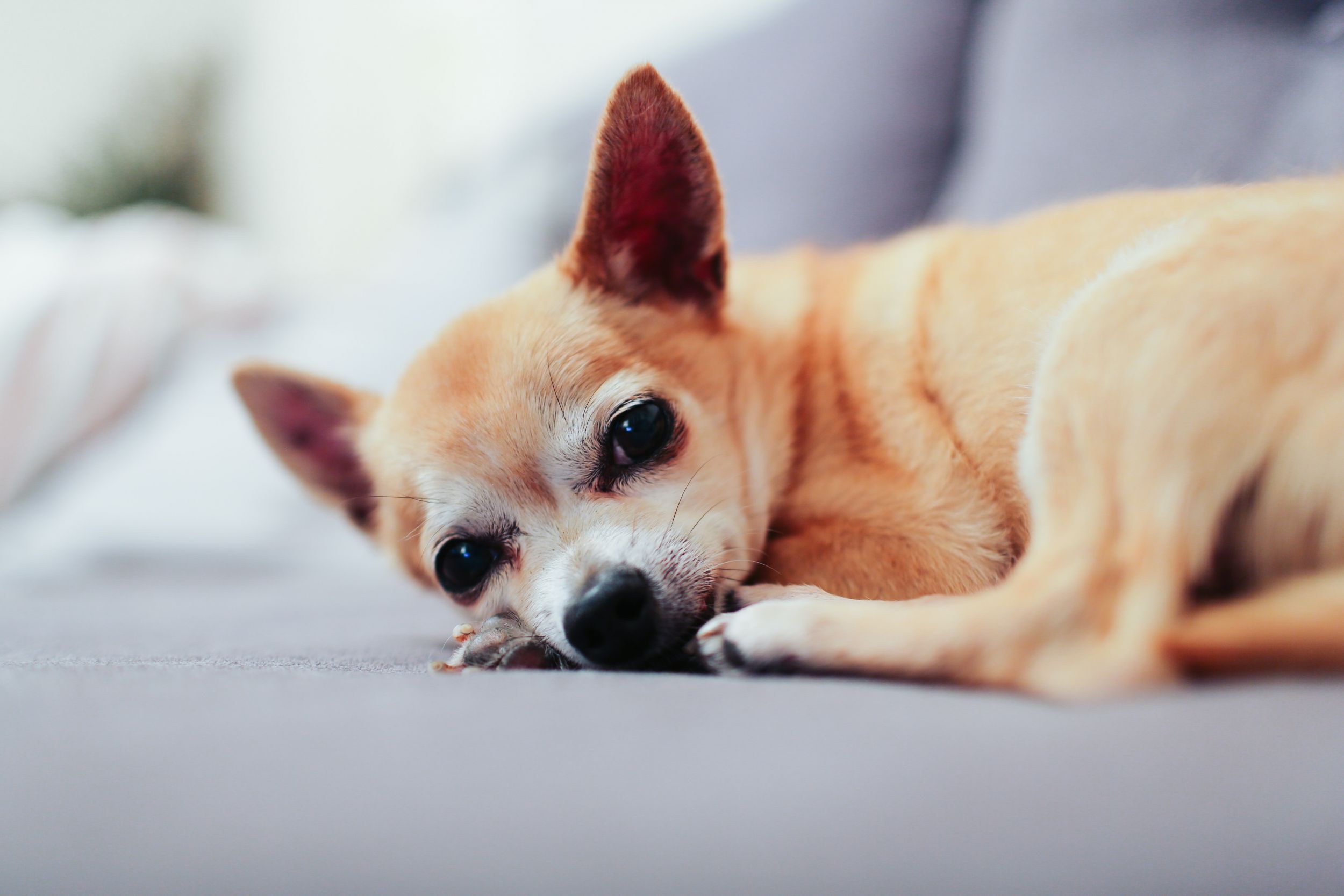 Dogilike.com :: ѴѹѺ 5 ͧҵ㨡 ѡ§