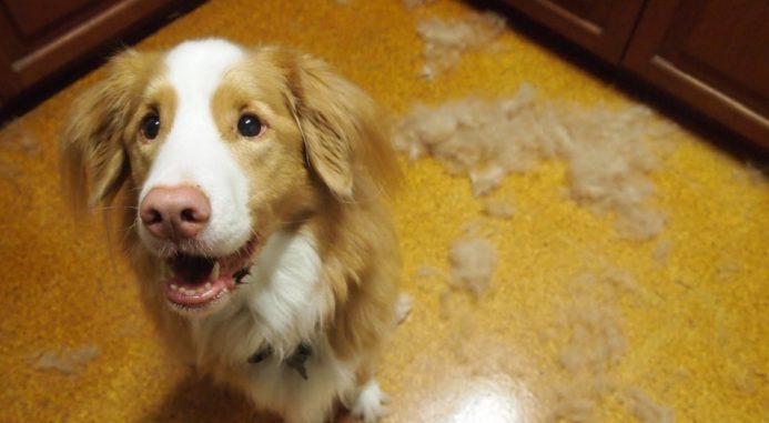 5 สาเหตุขนร่วงของน้องหมาที่พบบ่อย พร้อมวิธีแก้ | Dogilike.com