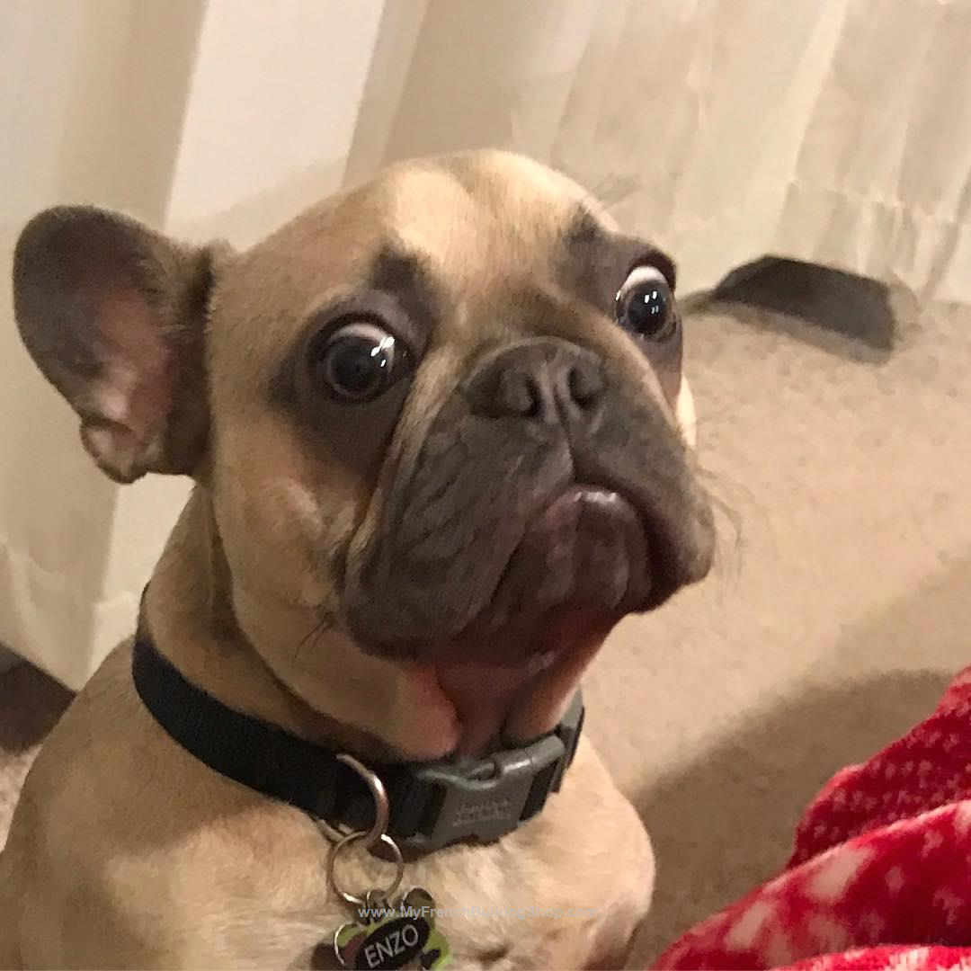 Dogilike.com :: ѴѹѺ 5 ͧ ˹ҡ͡ 