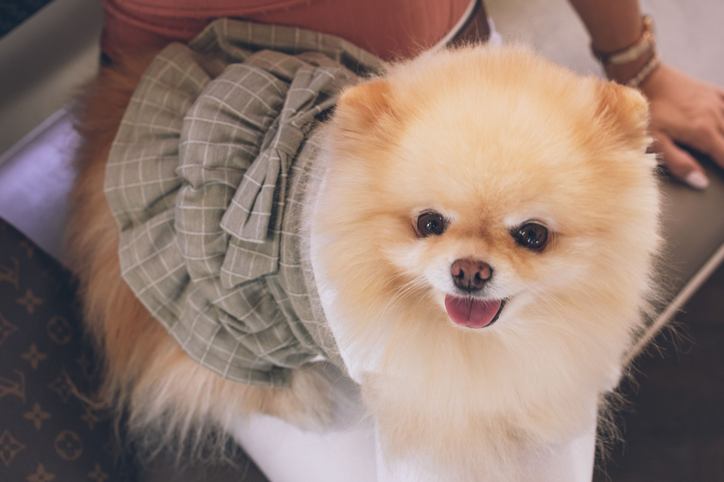 Dogilike.com :: ѴѹѺ 5 ͧҵ㨡 ѡ§