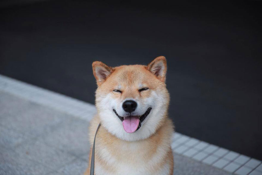 Dogilike.com :: ѴѹѺ 5 ͧ ˹ҡ͡ 