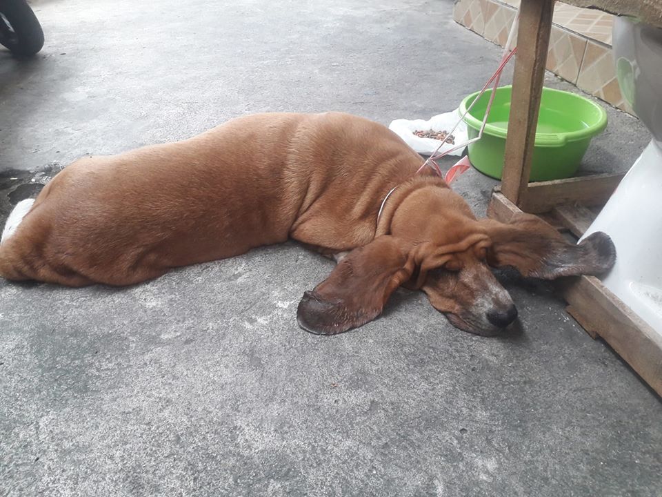 Dogilike.com :: ˹պСҺҹ Ңͧҹͧҵö