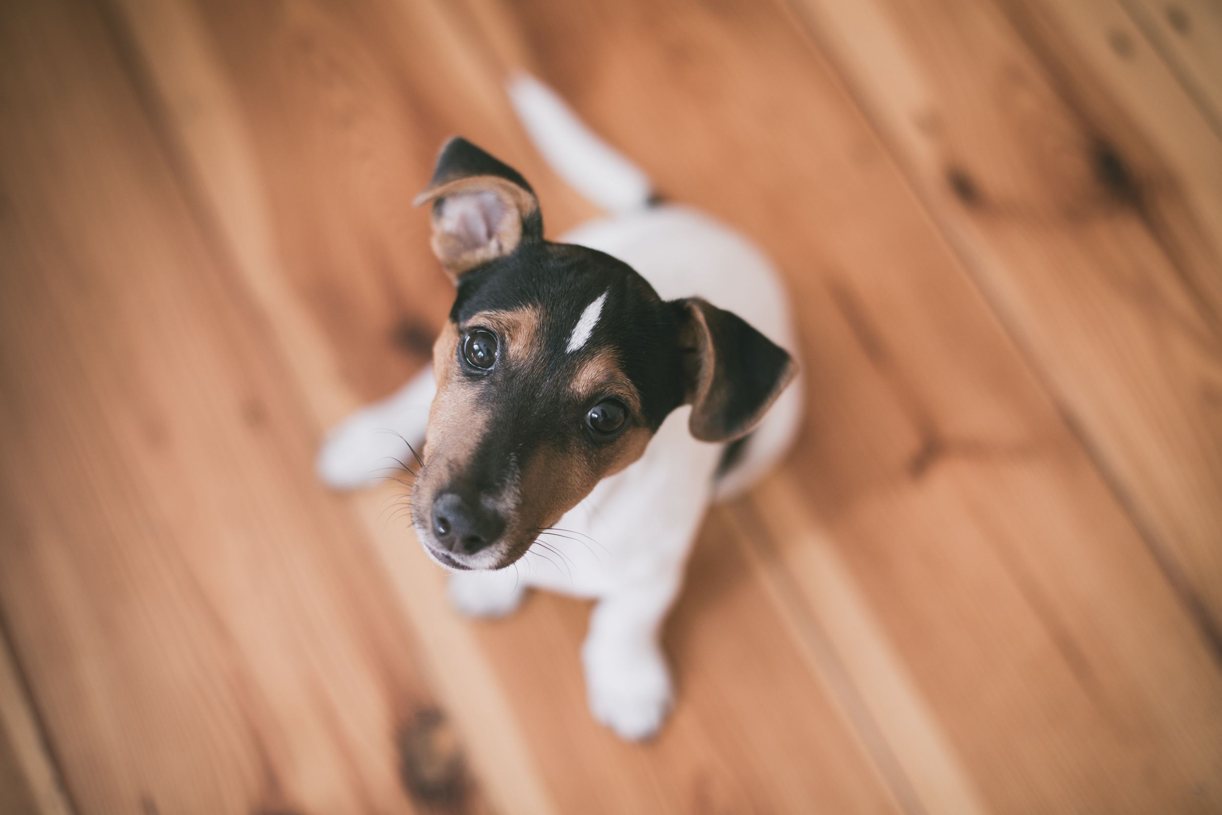 Dogilike.com :: ѴѹѺ 5 ͧҵ㨡 ѡ§