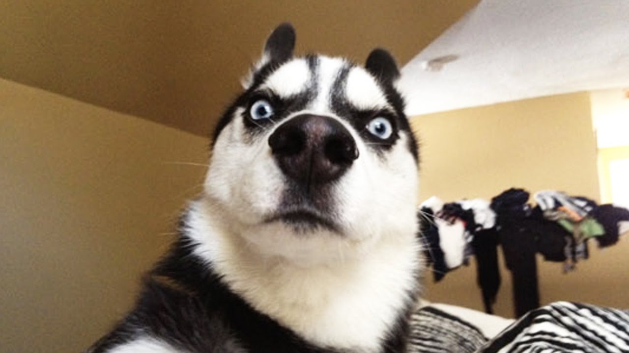 Dogilike.com :: ѴѹѺ 5 ͧ ˹ҡ͡ 