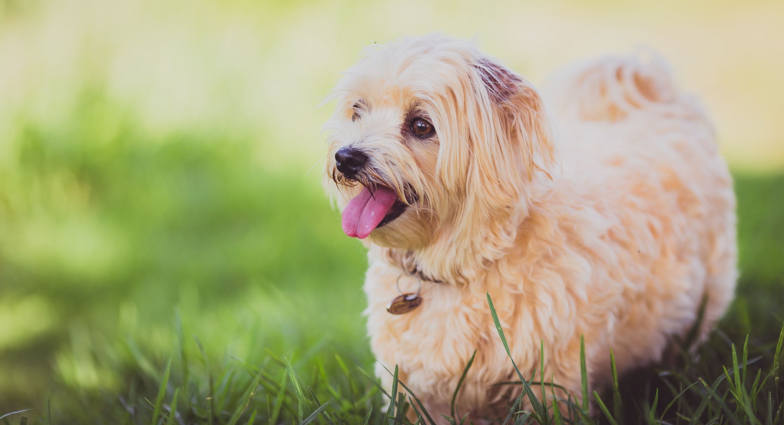 Dogilike.com :: ѴѹѺ 5 ͧҵ㨡 ѡ§