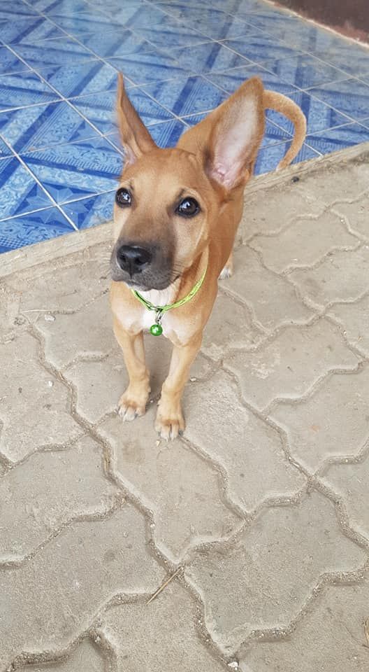 Dogilike.com :: ͧشзѺ ͤ㨴ԵѺ١Ң