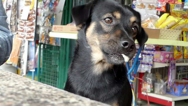 Dogilike.com :: عѢѵҹ˹ͧءԹҹ֧ 4 !