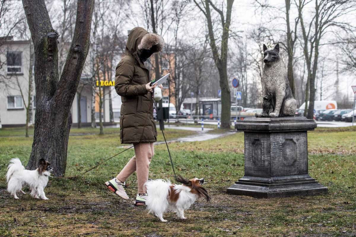 Dogilike.com :: Ф١ѹ! ҧٻͧҨèѴ