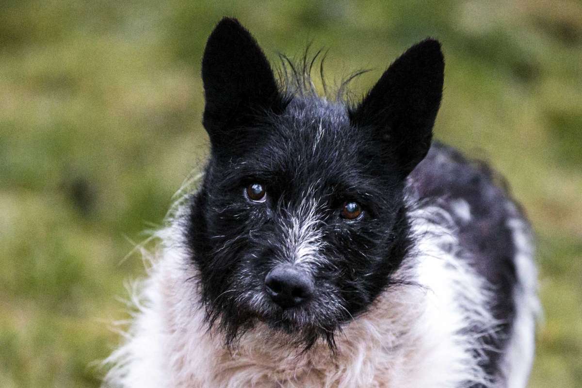 Dogilike.com :: Ф١ѹ! ҧٻͧҨèѴ