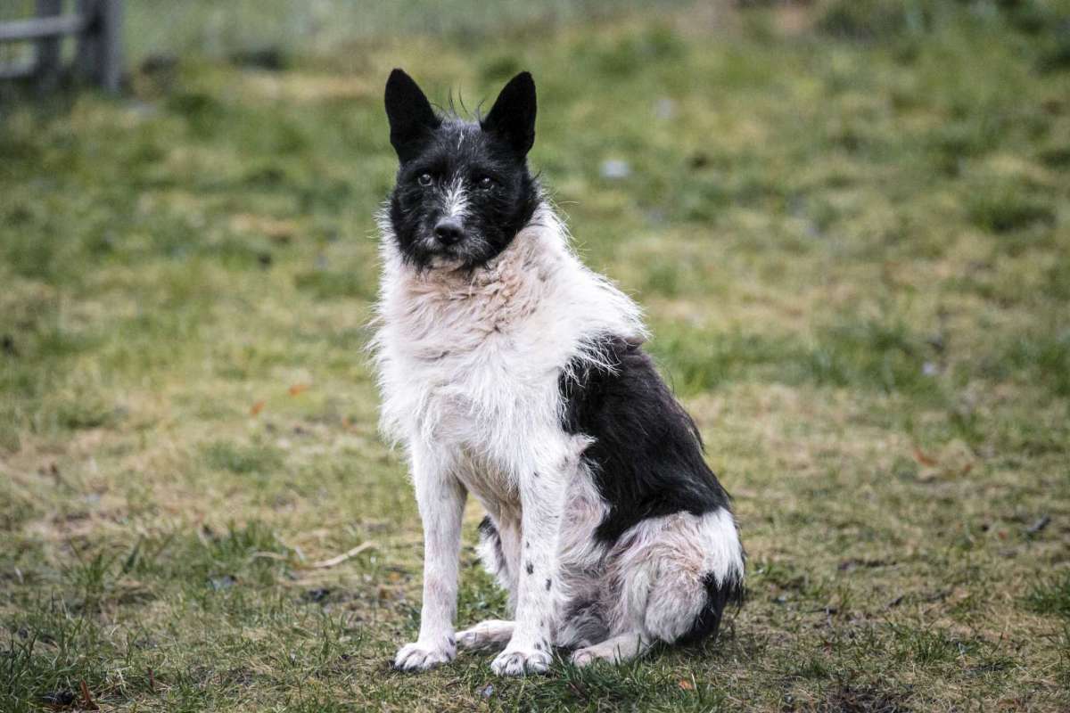 Dogilike.com :: Ф١ѹ! ҧٻͧҨèѴ