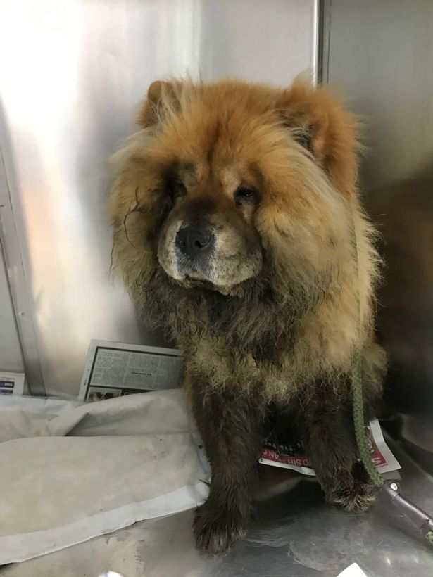 Dogilike.com :: ʹԴ! öз֡ͺعѢѹ ҴѴŧѺҢͧ
