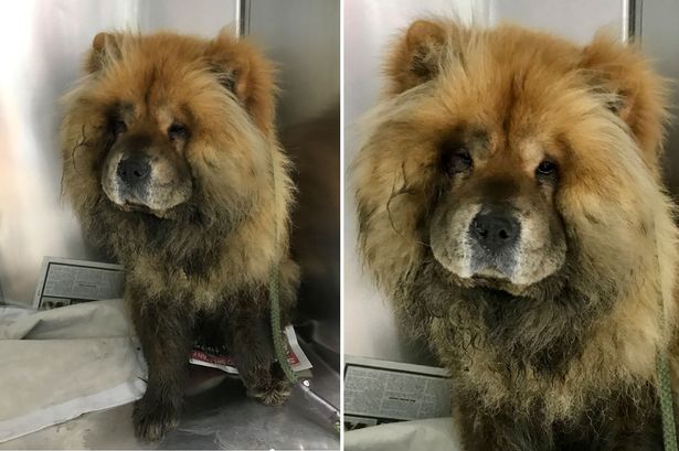 Dogilike.com :: ʹԴ! öз֡ͺعѢѹ ҴѴŧѺҢͧ