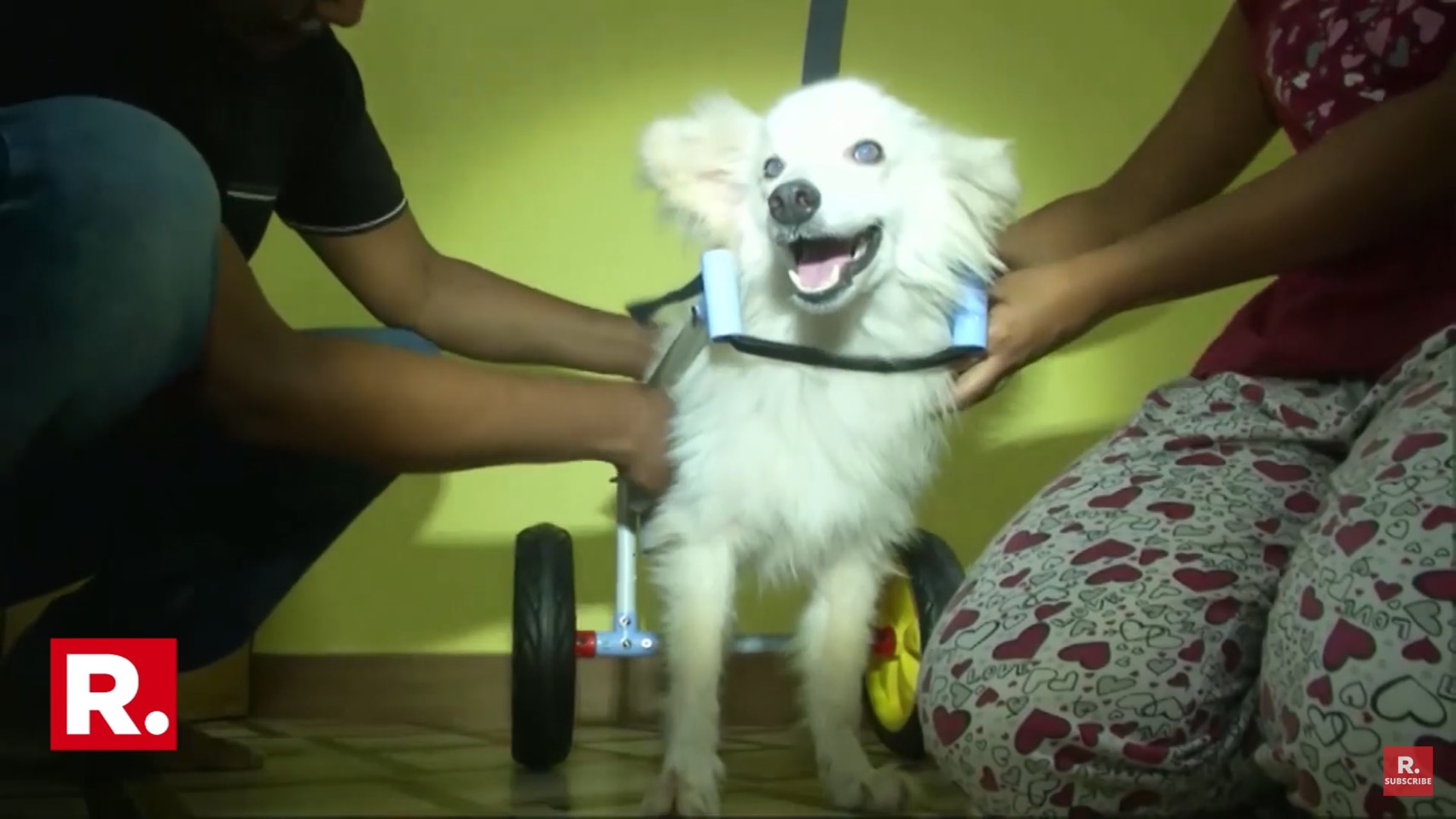 Dogilike.com :: ⪤ش ١㨺حѺعѢԡ§Ѻҧö