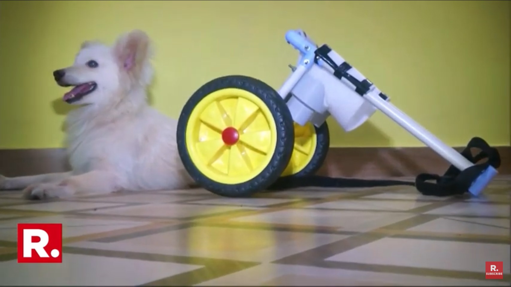 Dogilike.com :: ⪤ش ١㨺حѺعѢԡ§Ѻҧö