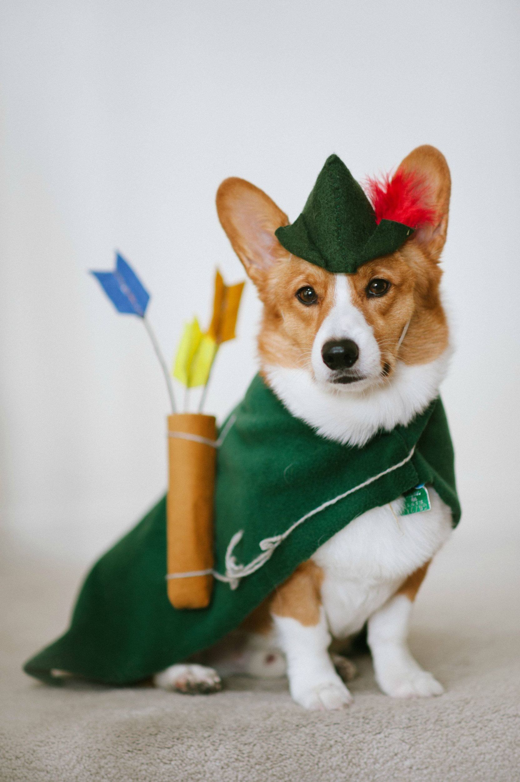 Dogilike.com :: 礡ѹ! ԴѺ¢ͧͧ
