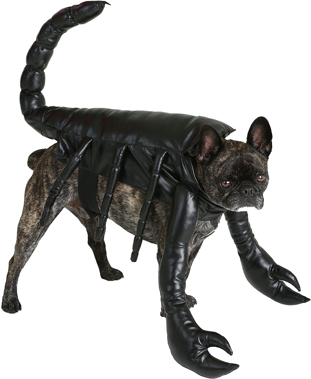 Dogilike.com :: 礡ѹ! ԴѺ¢ͧͧ