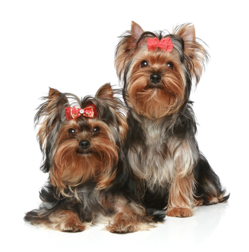 Dogilike.com :: 礡ѹ! ԴѺ¢ͧͧ
