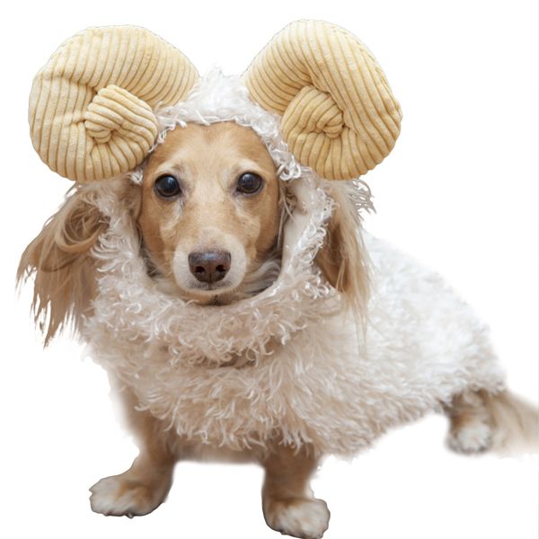 Dogilike.com :: 礡ѹ! ԴѺ¢ͧͧ