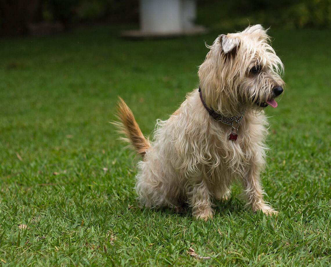 Dogilike.com :: จัดอันดับ 5 น้องหมาสายพันธุ์เล็กจอมทำลายบ้าน