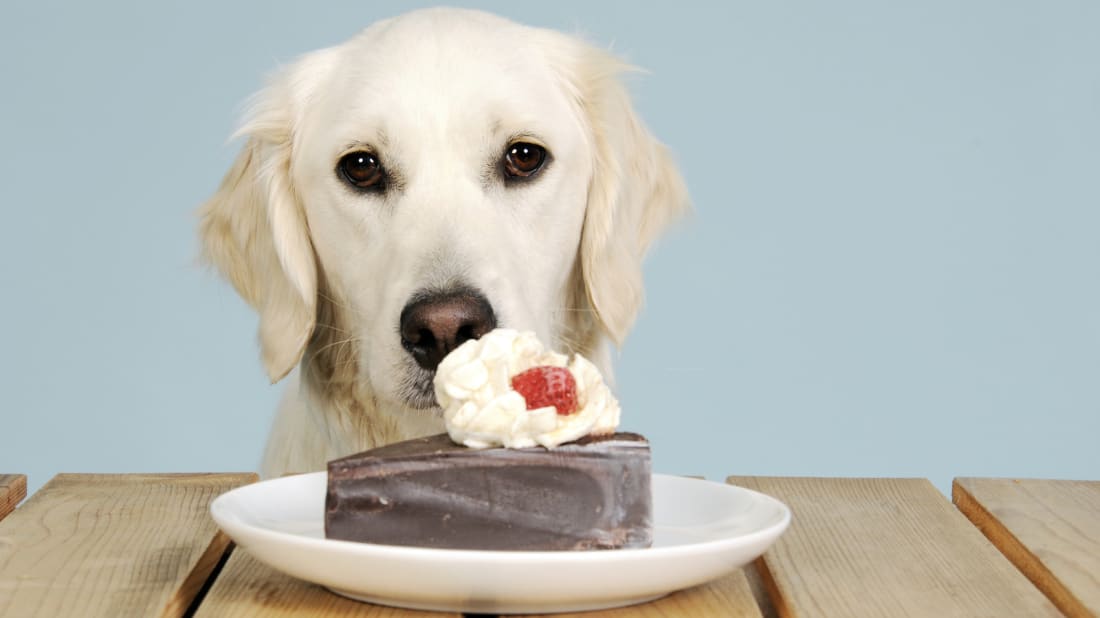 Dogilike.com :: ѴѹѺ 5 觷繾ɵҧ¹ͧ