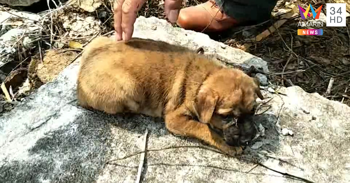 Dogilike.com :: ֡Ҽ 觪¹ͧҷԴ㹷ͧ͢ҹ