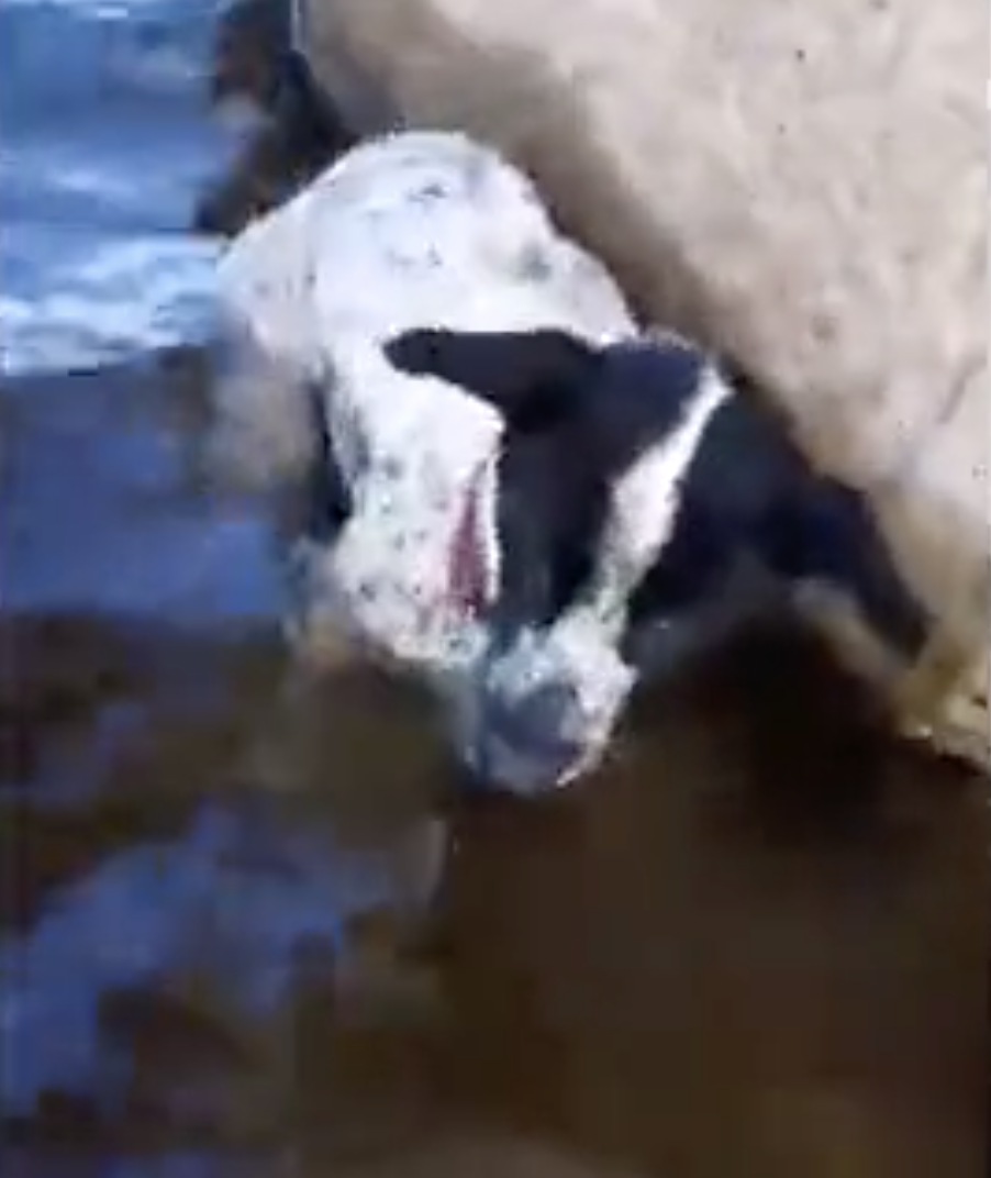 Dogilike.com :: ͺӵ! ˹㨺حѺͪعѢ١оҹ