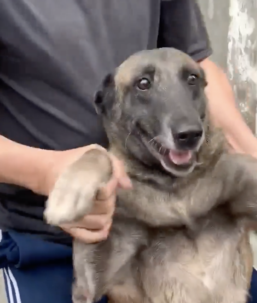 Dogilike.com :: ǧҹ騹ͧպ͡ ͹ͧҡҺҹͧ