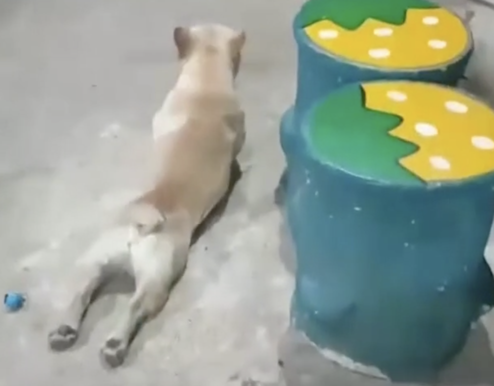 Dogilike.com ::  ٺشʺ 駷ӢҾԡ