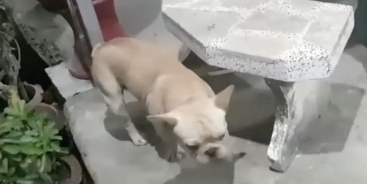 Dogilike.com ::  ٺشʺ 駷ӢҾԡ