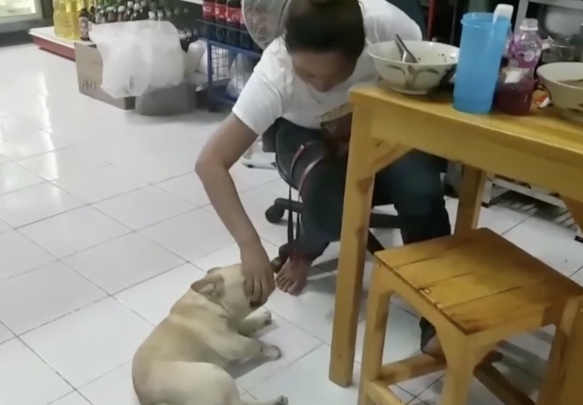 Dogilike.com ::  ٺشʺ 駷ӢҾԡ