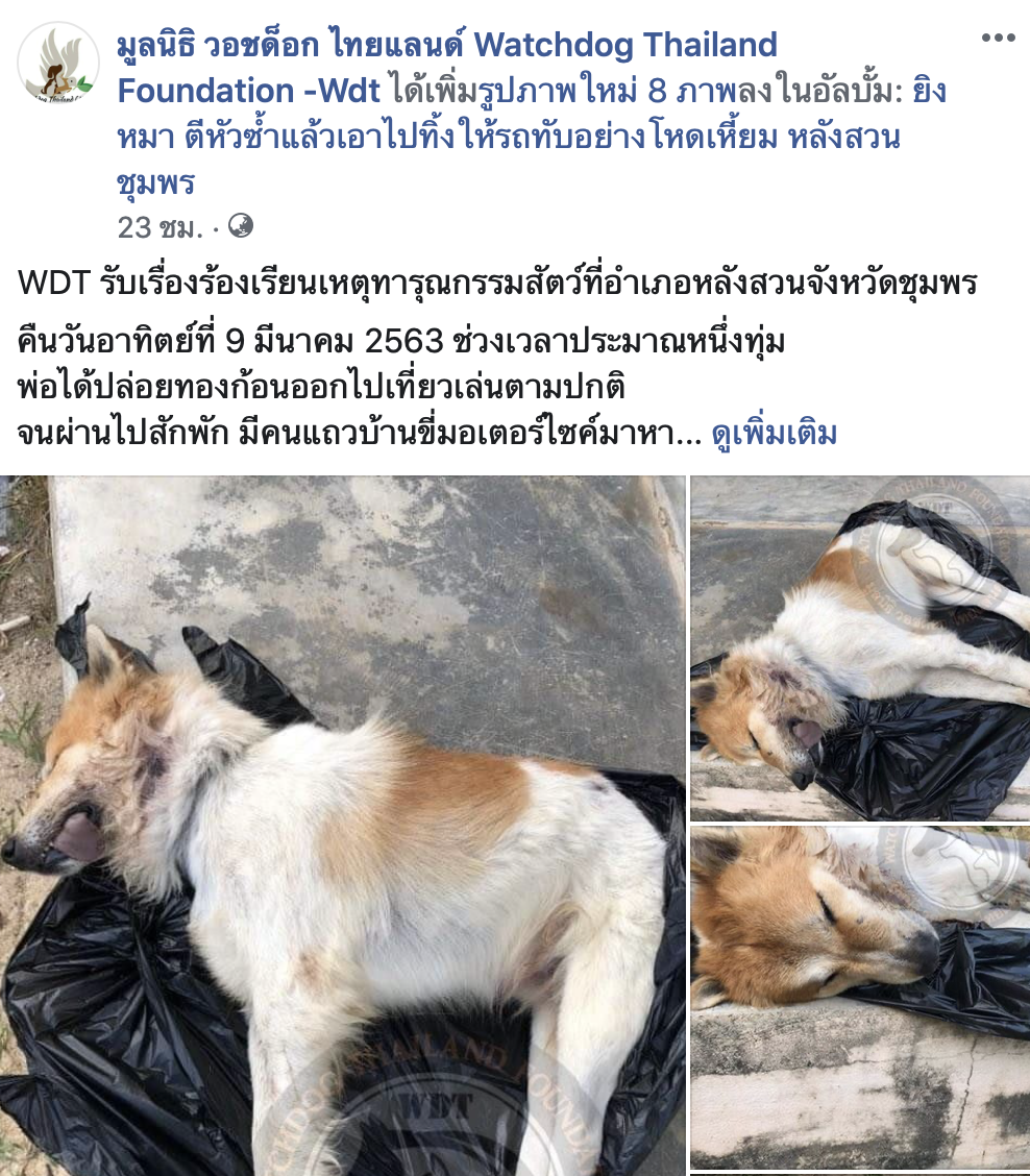 Dogilike.com :: ˹ʵͧ ͧⴹ¨ªԵ Թռͧʧ