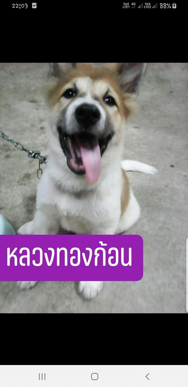 Dogilike.com :: ˹ʵͧ ͧⴹ¨ªԵ Թռͧʧ
