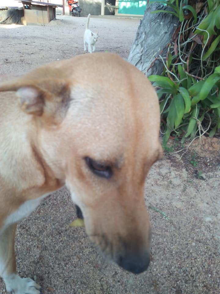 Dogilike.com :: 㨺حͧ ͧҤҺ⪤