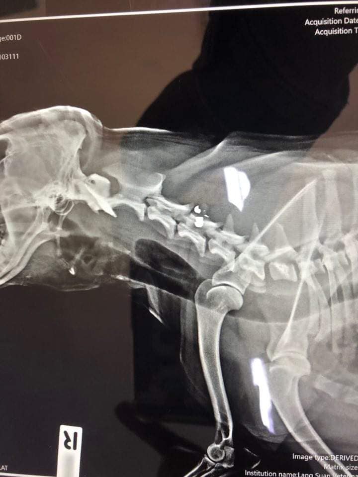 Dogilike.com :: ˹ʵͧ ͧⴹ¨ªԵ Թռͧʧ