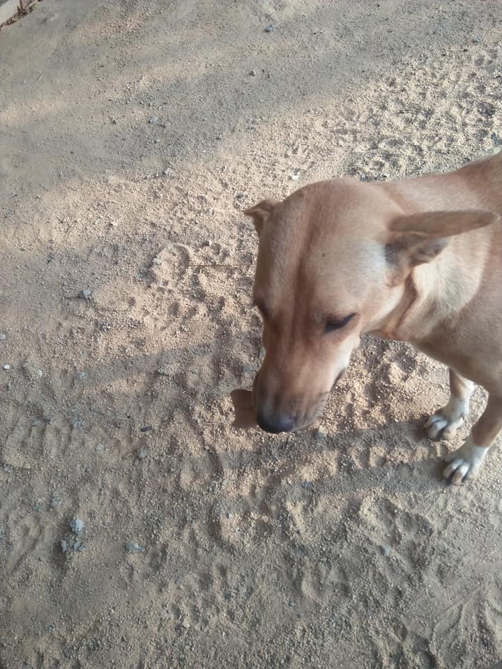 Dogilike.com :: 㨺حͧ ͧҤҺ⪤