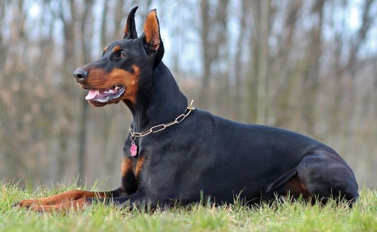 จัดอันดับ 5 สายพันธุ์น้องหมาสีดำที่คนนิยมเลี้ยงมากที่สุด | Dogilike.Com