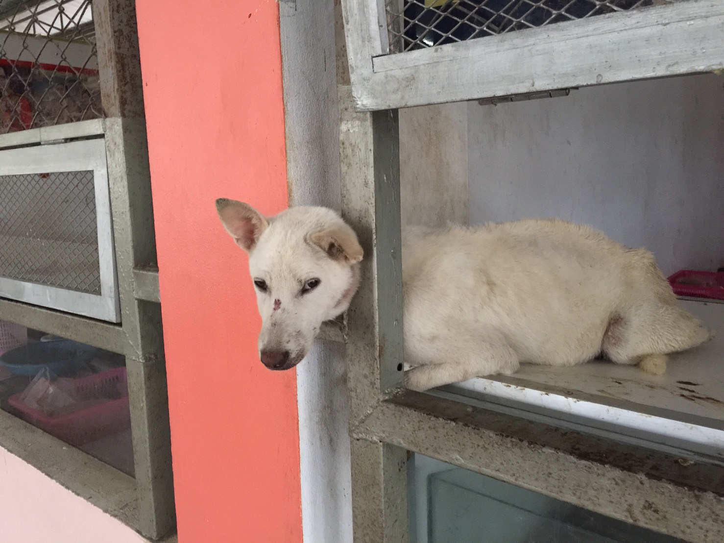 Dogilike.com :: ١عѢǵԴ١ççç¹ Ҵ˵
